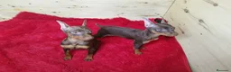 Pinscher Miniatura perros en venta: Pinscher miniatura cachorros !!  - Anuncio 4