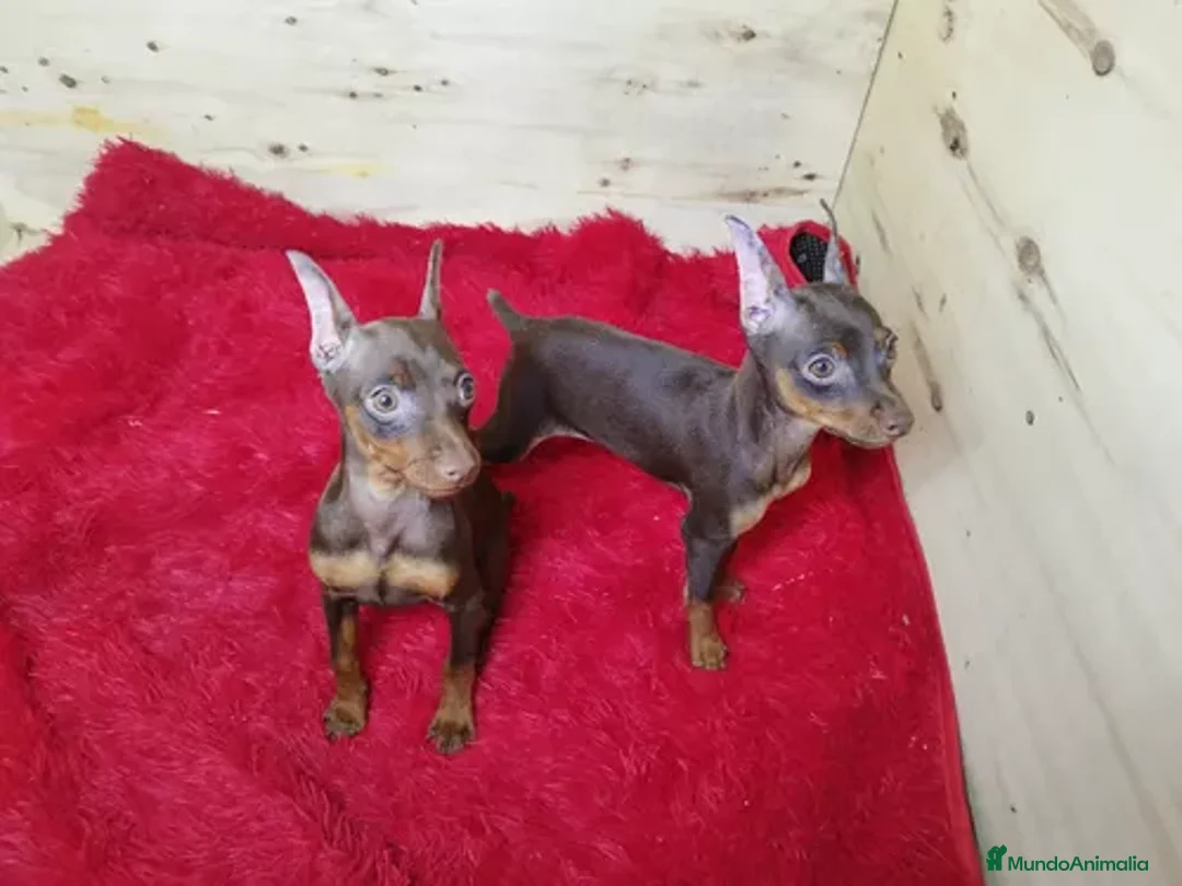 Pinscher Miniatura perros en venta: Pinscher miniatura cachorros !!  - Anuncio 4