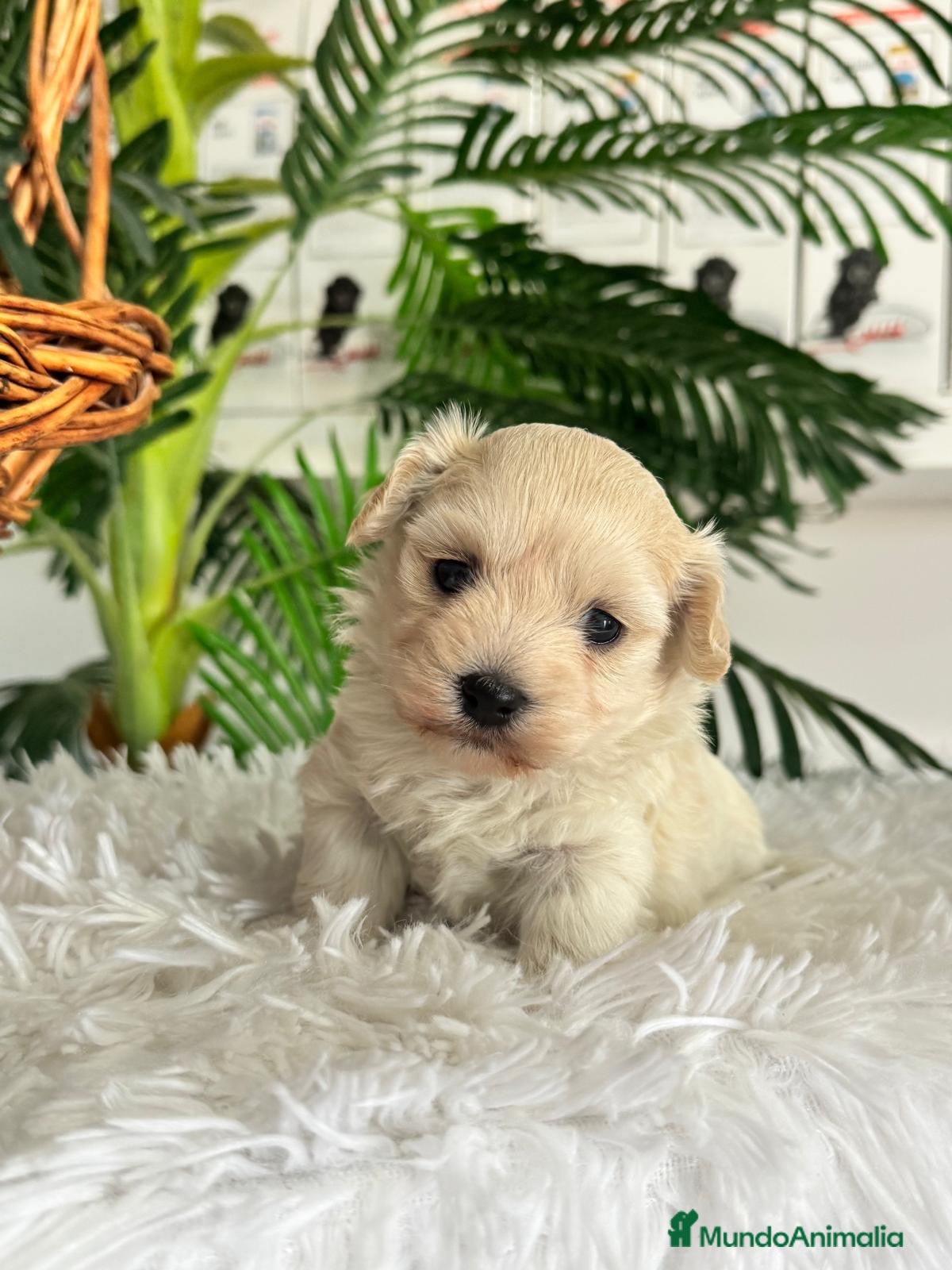 Maltipoo perros en venta: MALTIPOO HEMBRA - Anuncio 6