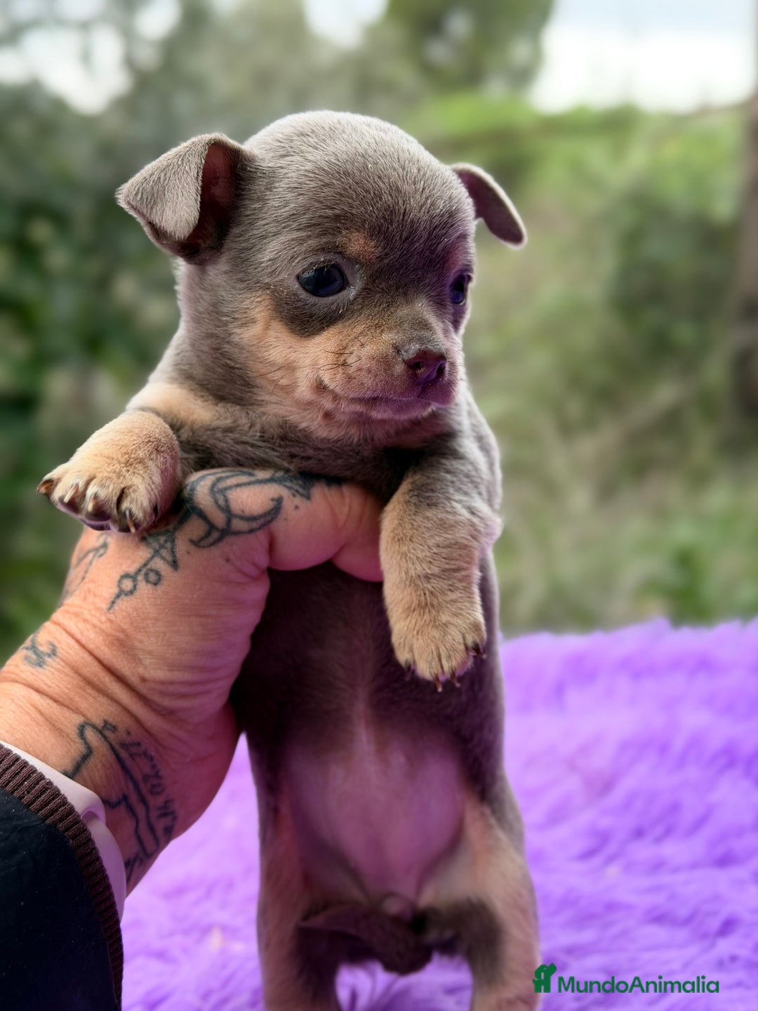 Chihuahua perros en venta: Chihuahua Minitoy  - Anuncio 7