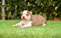 Husky Siberiano perros en venta: Husky siberiano color marrón - Imagen 1