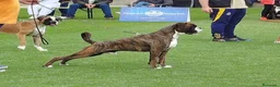 Boxer perros en venta: BOXER - Anuncio 4