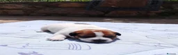 Jack Russell Terrier perros en venta: Jack Russell Puppies 🐶 - Anuncio 3