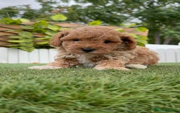 Caniche Toy perros en venta: CANICHE TOY MACHO - Imagen 8