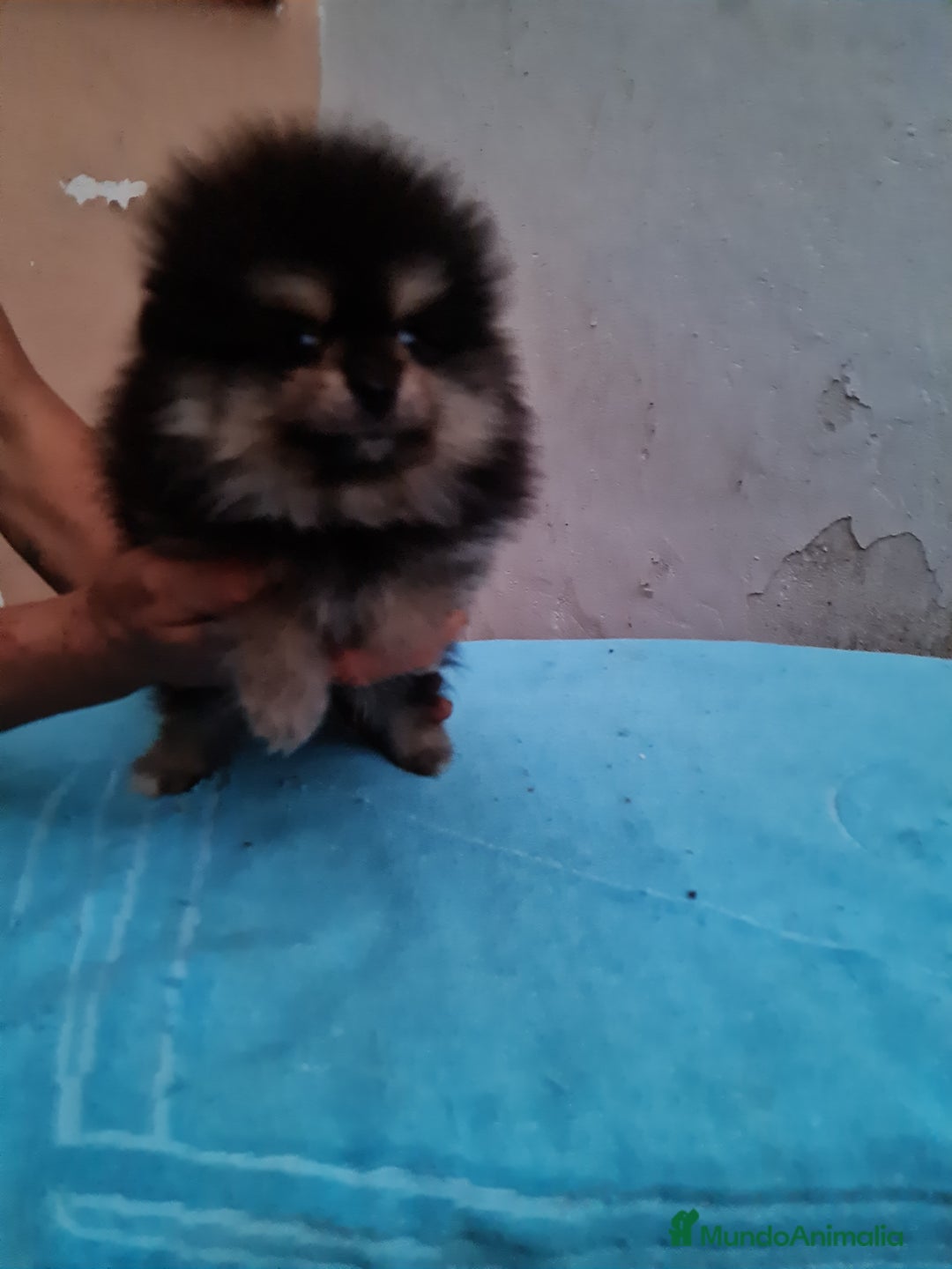 Pomerania perros en venta: Pomerania toy - Imagen 10