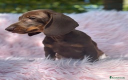 Teckel Miniatura perros en venta: TECKEL MINIATURA CAMADA DISPONIBLE - Imagen 15