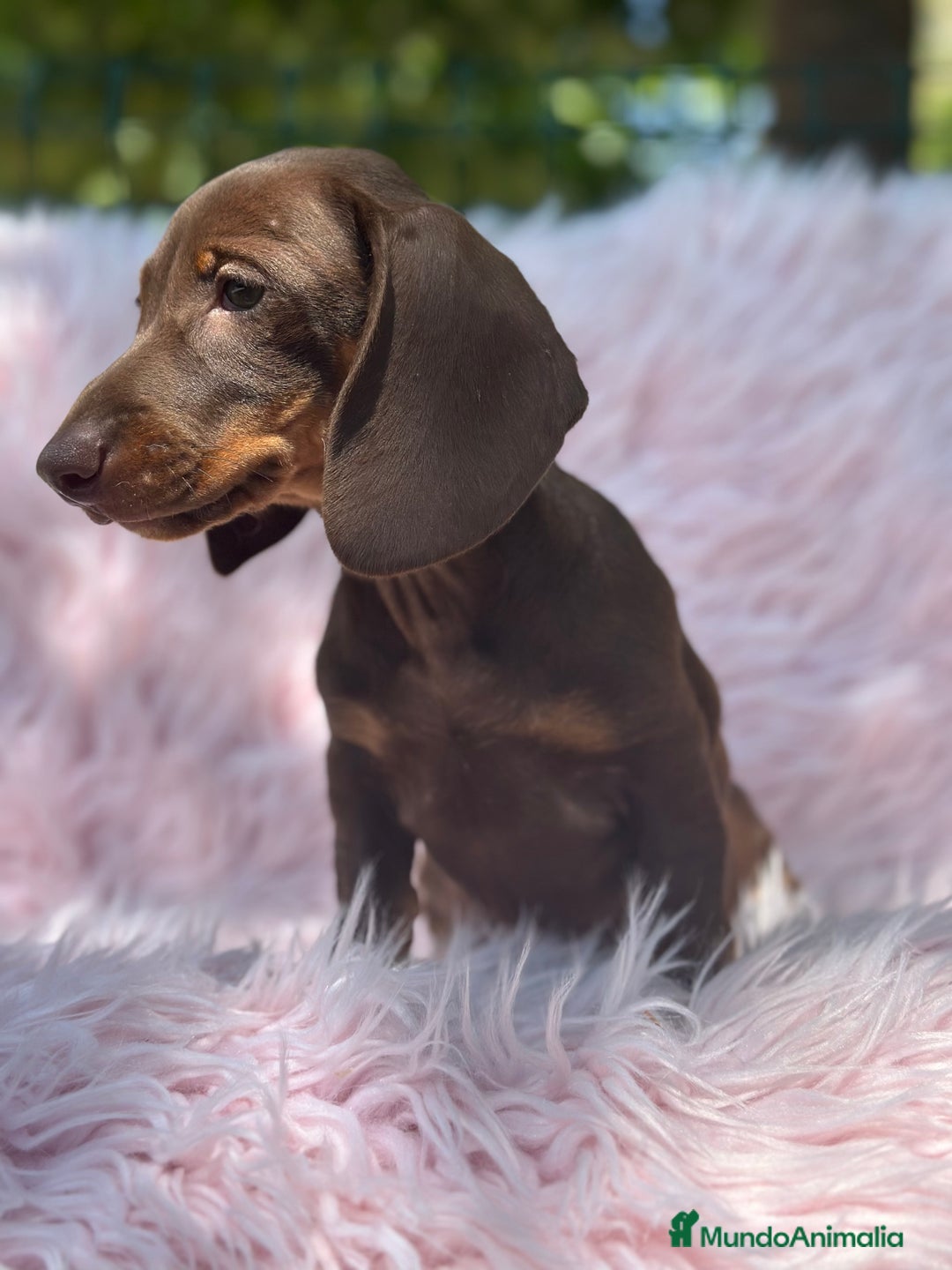 Teckel Miniatura perros en venta: TECKEL MINIATURA CAMADA DISPONIBLE - Imagen 15