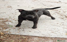 Staffordshire Bull Terrier perros en venta: Staffordshire bull terrier Blue - Imagen 4