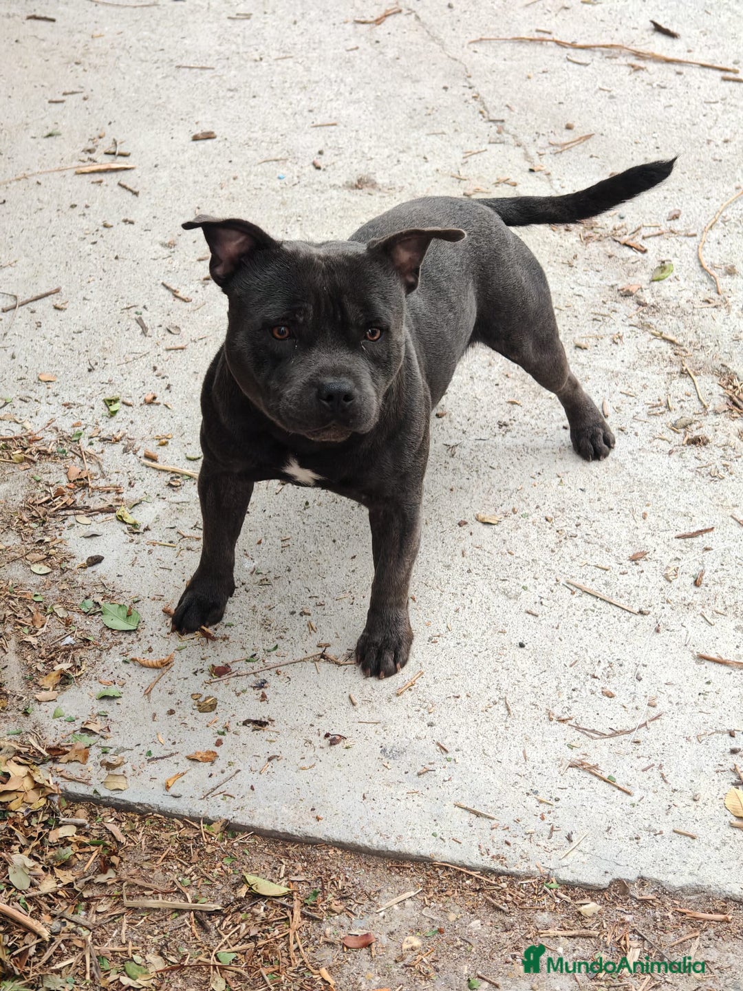 Staffordshire Bull Terrier perros en venta: Staffordshire bull terrier Blue - Imagen 4