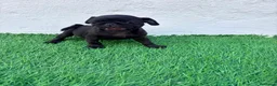 Carlino - Pug perros en venta: Carlino - Pug - Anuncio 6