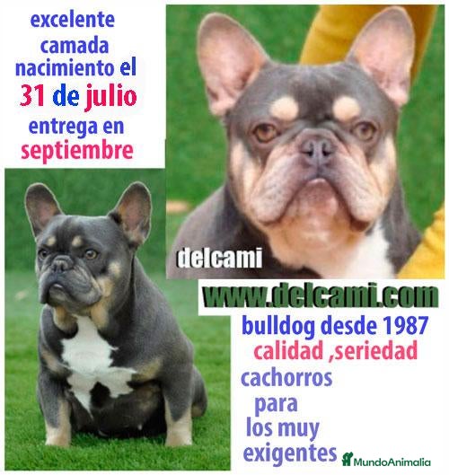 Bulldog Francés perros bulldog frances pirata - Anuncio 2
