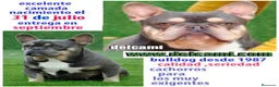 Bulldog Francés perros en venta: bulldog frances pirata - Anuncio 2