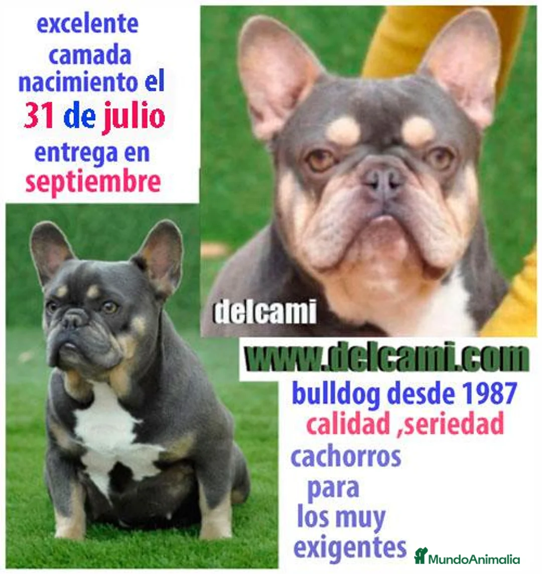 Bulldog Francés perros en venta: bulldog frances pirata - Anuncio 2