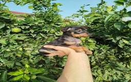 Pinscher Miniatura perros en venta: Mini pincher toy  - Imagen 2