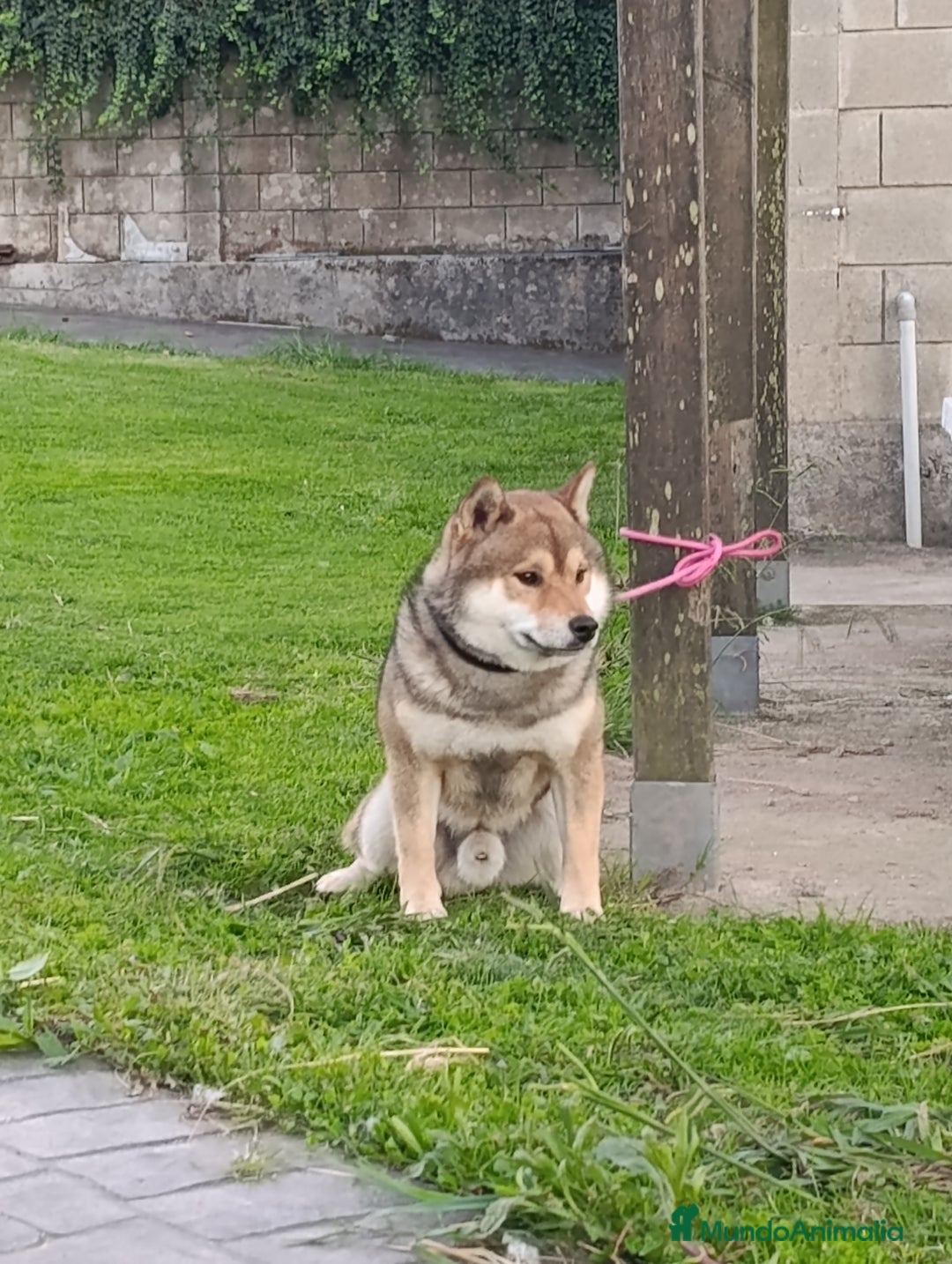Shiba Inu perros en venta: SHIBA INU PONTEVEDRA - Anuncio 4
