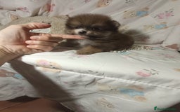 Pomerania perros en venta: Pomerania ositos mini  - Imagen 3