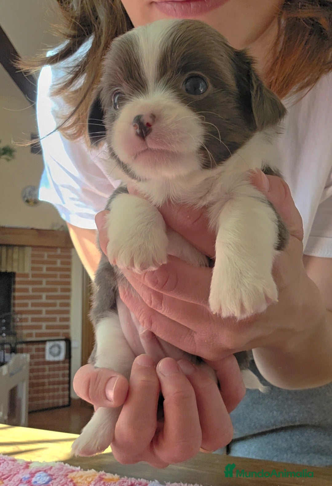 Chihuahua perros Chihuahuas miniatura  - Anuncio 1