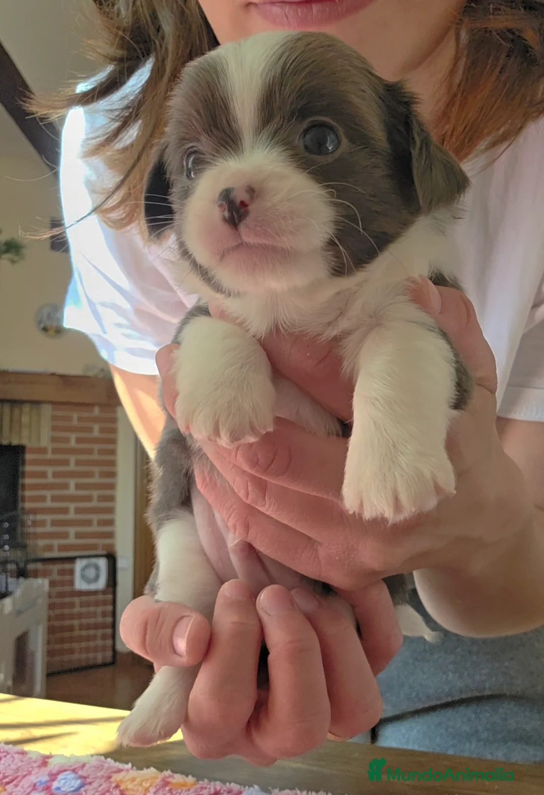 Chihuahua perros en venta: Chihuahuas miniatura  - Anuncio 2