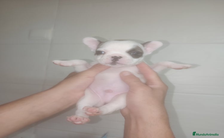 Bulldog Francés perros - Anuncio 1