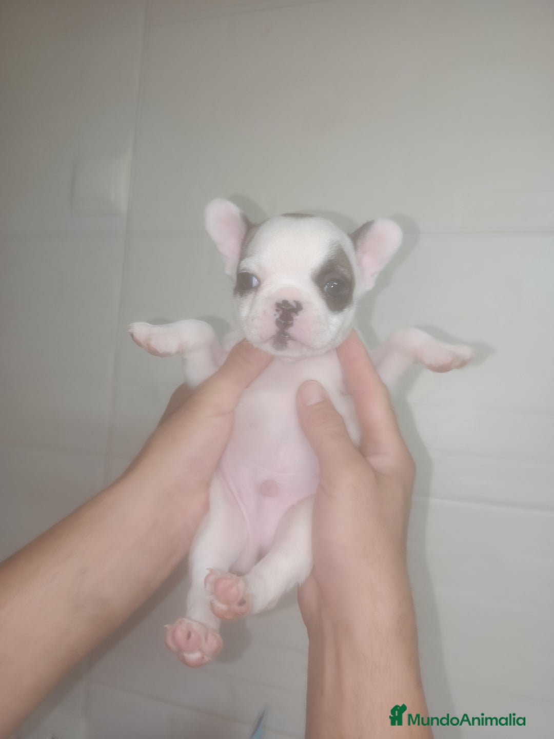 Bulldog Francés perros en venta: Bulldog francés  - Imagen 1