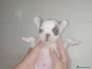 Bulldog Francés perros - Anuncio 11