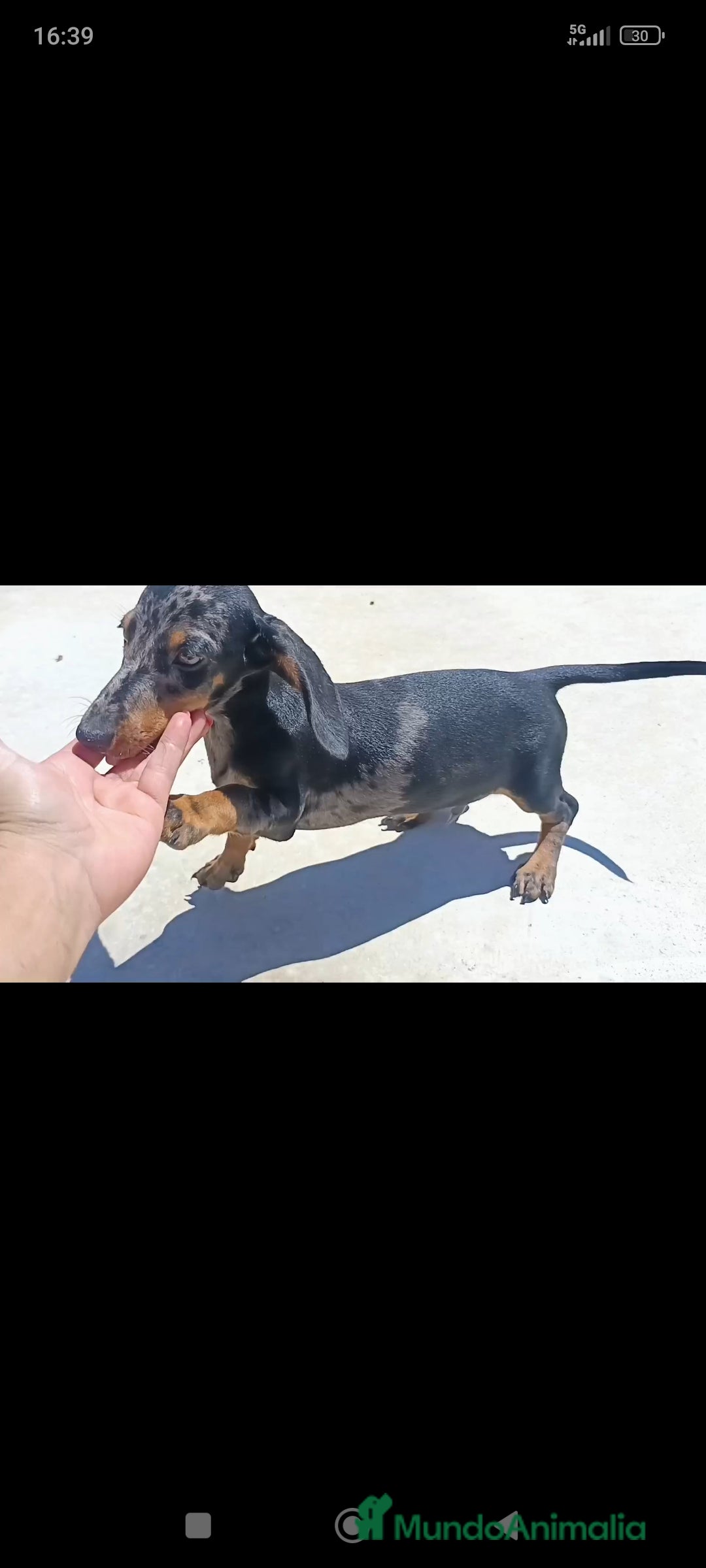 Teckel Miniatura perros en venta: Teckel arlequín - Imagen 1