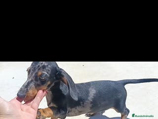 Teckel Miniatura perros Teckel arlequín - Anuncio 12