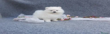 Pomerania 2
