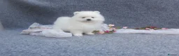 Pomerania perros en venta: PRECIOSO CACHORITO DE POMERANIA TOY   - Anuncio 14