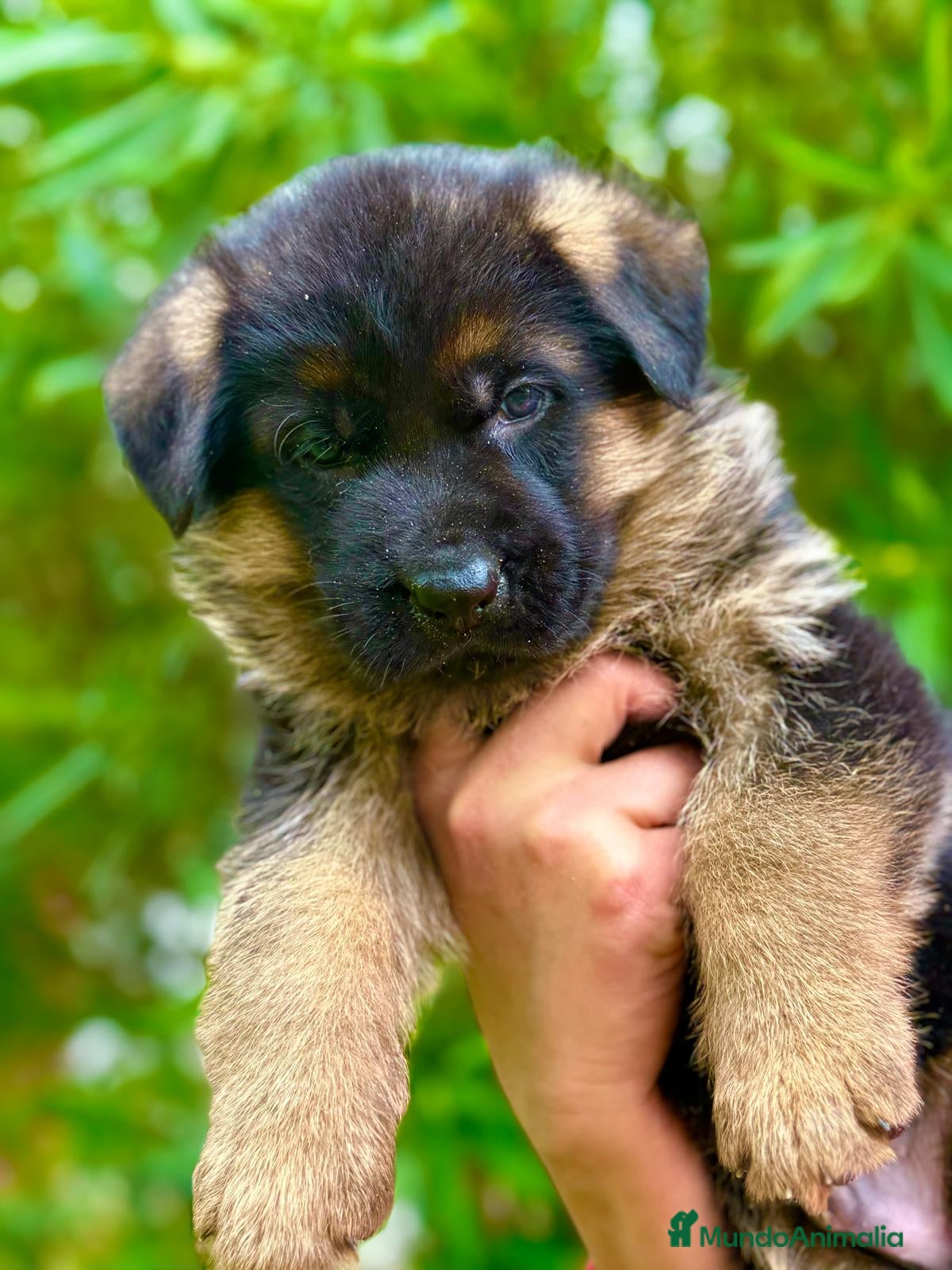 Pastor Alemán perros Pastor aleman cachorro valencia pedralba 2026 - Anuncio 1