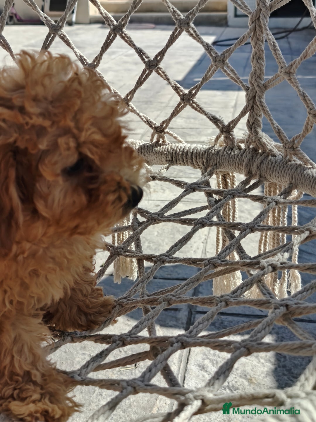 Caniche Toy perros en venta: Caniche Toy excelente  - Imagen 2
