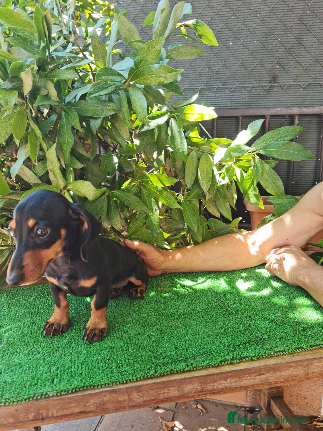 Teckel perros en venta: Teckel  canichen - Imagen 3
