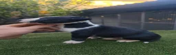 Bull Terrier perros en venta: Bull terrier - Anuncio 3