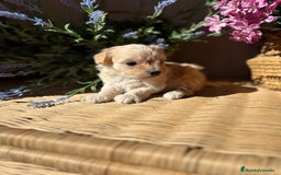 Maltipoo perros en venta: Maltipoo hembra Toy  - Imagen 5