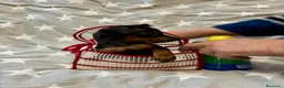 Pinscher Miniatura perros en venta: Pinscher miniatura - Anuncio 5