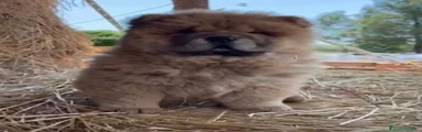 Chow Chow Cachorro 1