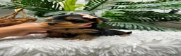 Yorkshire Terrier perros en venta: YORKSHIRE TERRIER HEMBRAS - Anuncio 16
