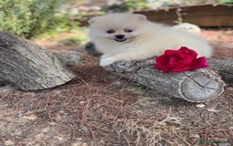 Pomerania perros en venta: Pomerania macho disponible  - Imagen 6