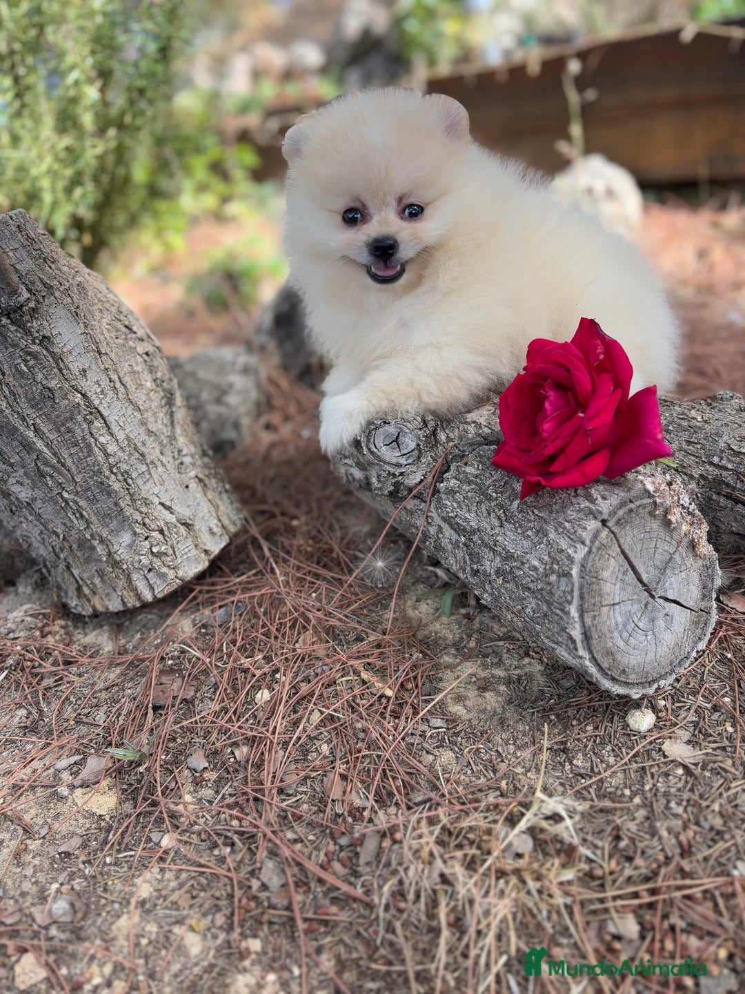 Pomerania perros en venta: Pomerania macho disponible  - Imagen 6