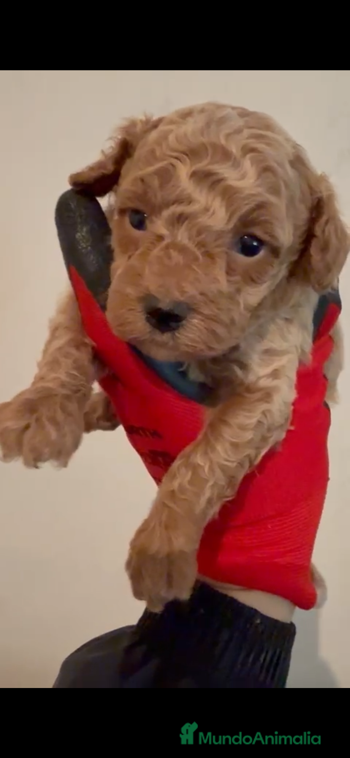 Caniche Toy perros Último caniche disponible  - Anuncio 1