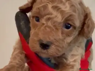 Caniche Toy perros Último caniche disponible - Anuncio 1