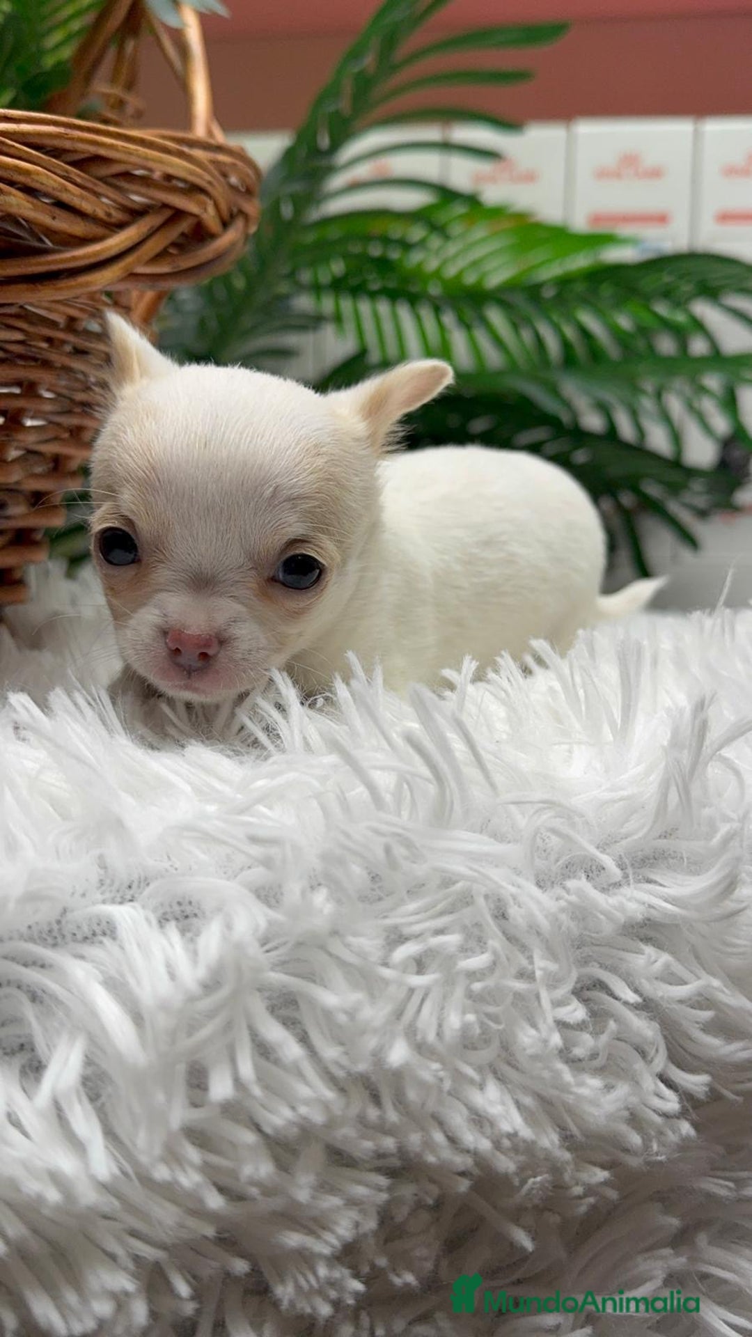 Chihuahua perros en venta: CHIHUAHUA  - Anuncio 11