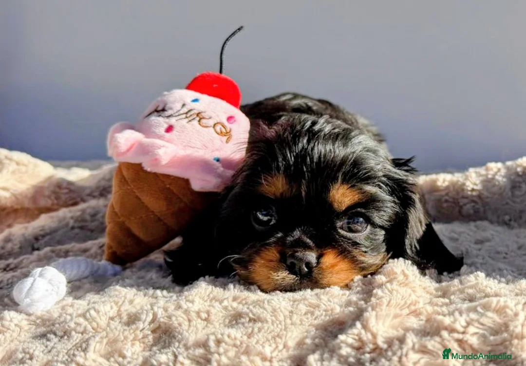 Cavalier King Charles Spaniel perros en venta: Cachorros Cavalier King Charles Spaniel  - Anuncio 2