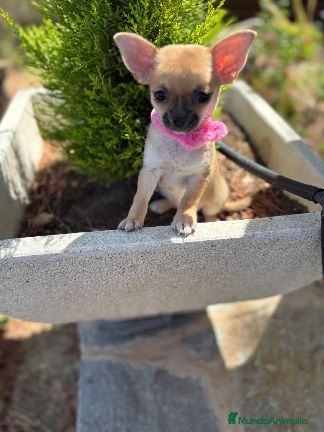 Chihuahua perros en venta: Chihuahua Hembra disponible!!!!! - Imagen 6