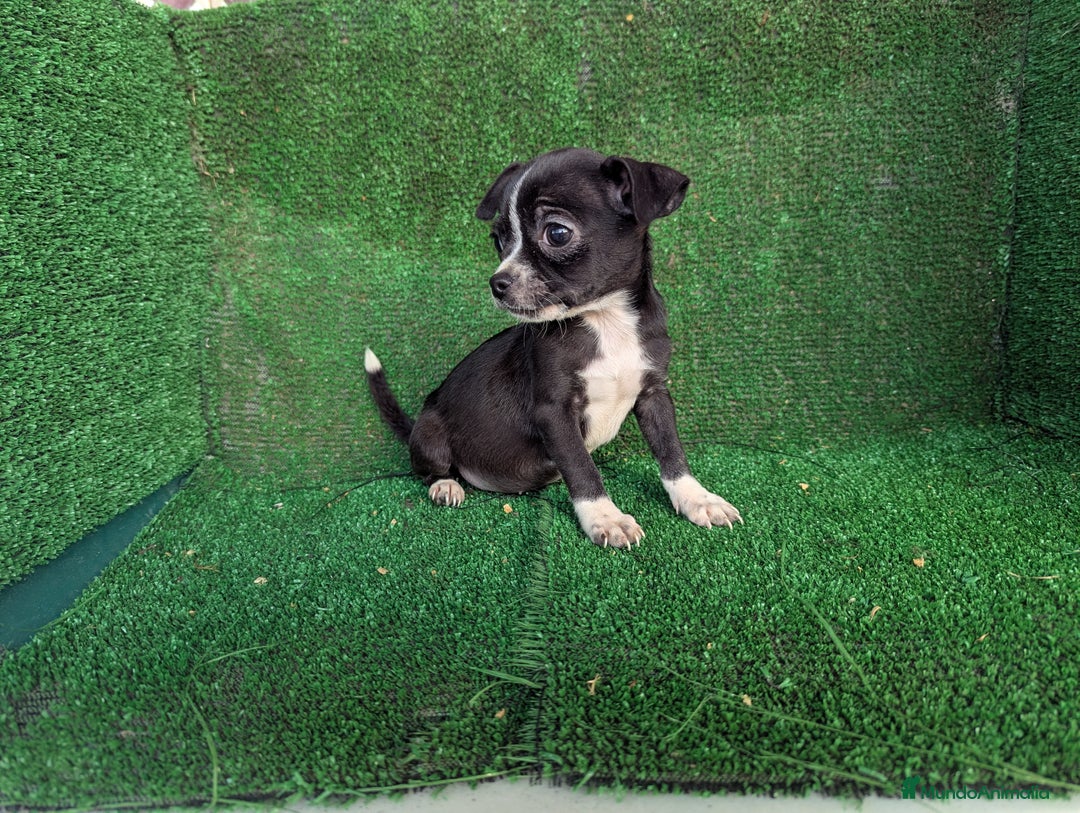 Chihuahua perros en venta: Chihuahua  - Anuncio 7