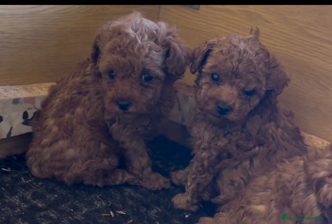 Caniche Enano perros en venta: Cachorros de caniche enanos - Anuncio 5