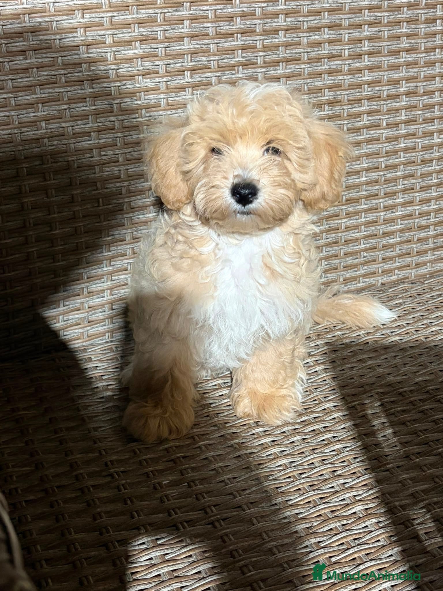 Maltipoo perros Maltipoo disponibles  - Anuncio 19