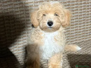 Maltipoo perros Maltipoo disponibles - Anuncio 19