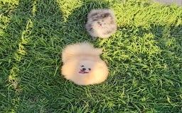 Pomerania perros en venta: Preciosa pomerania merle  - Imagen 1