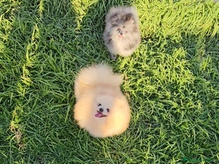 Pomerania perros - Anuncio 8
